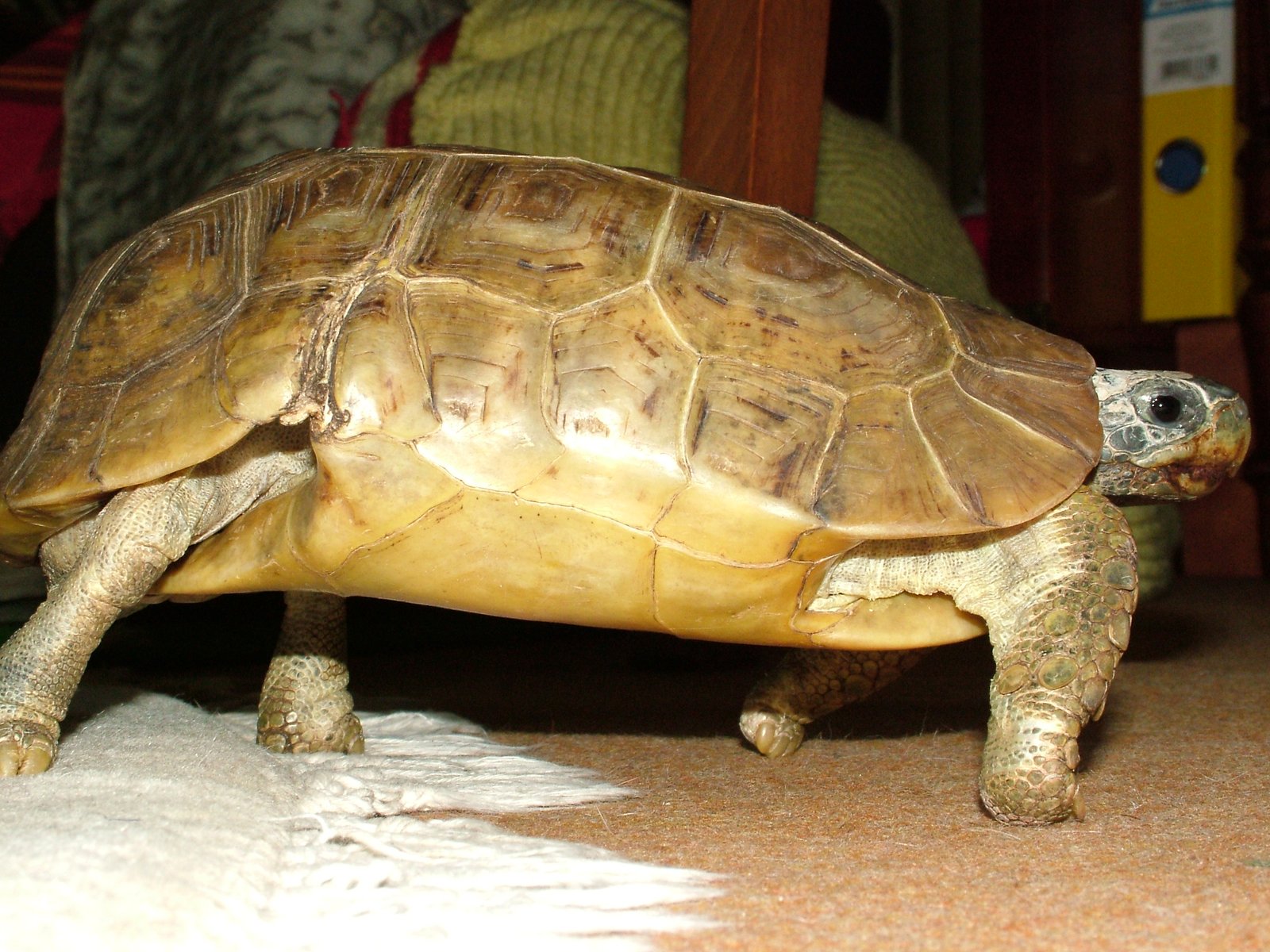 Western Hingeback Tortoise