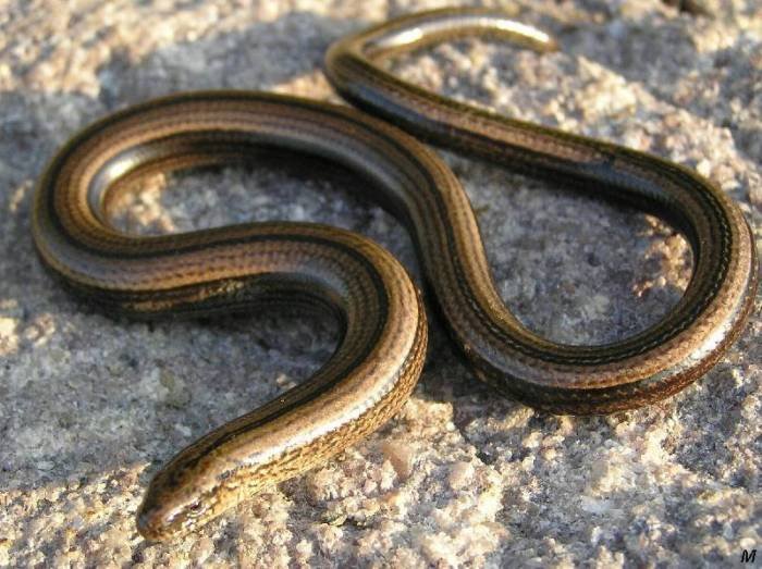 Western Legless Lizards