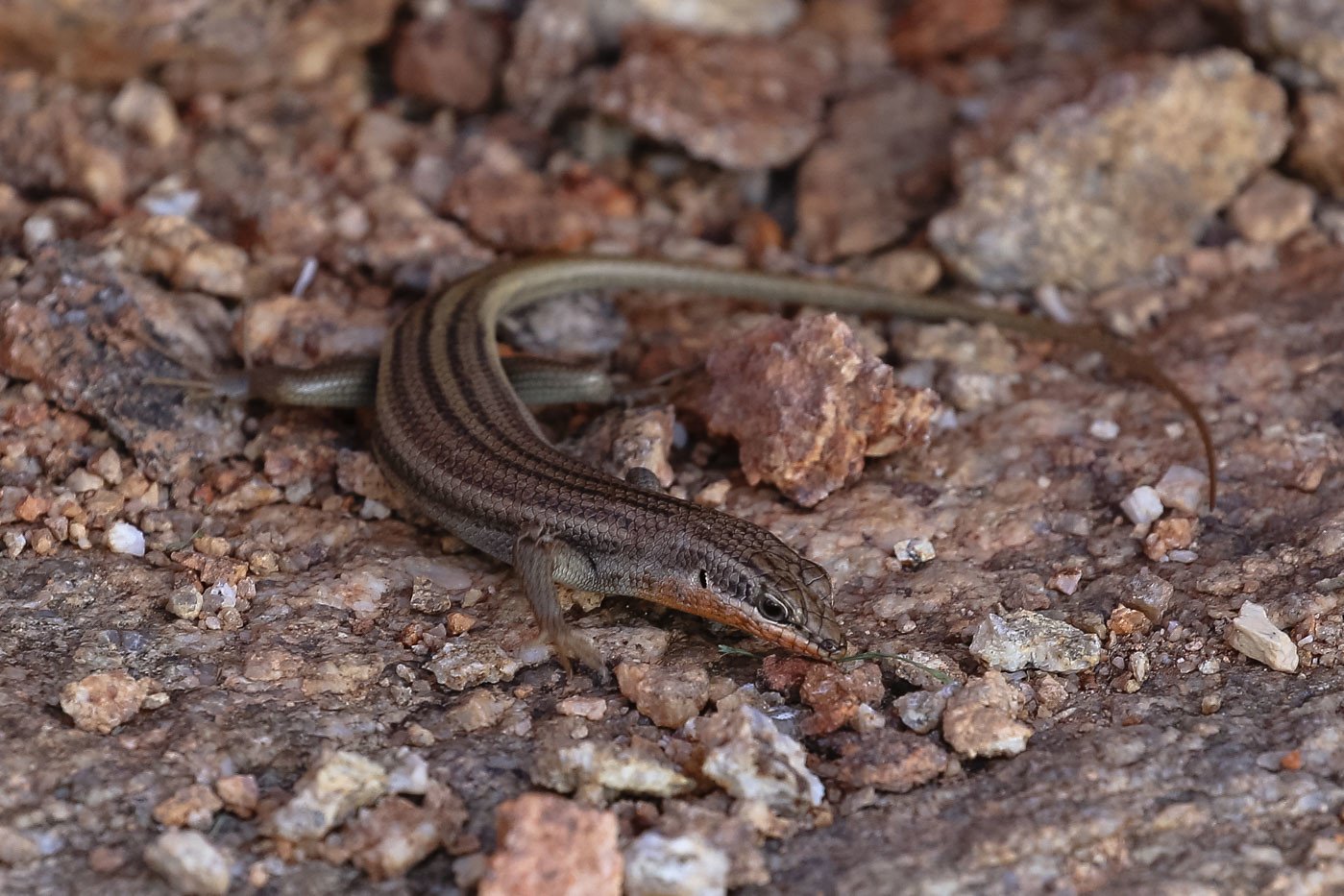 Western Three-striped Skink