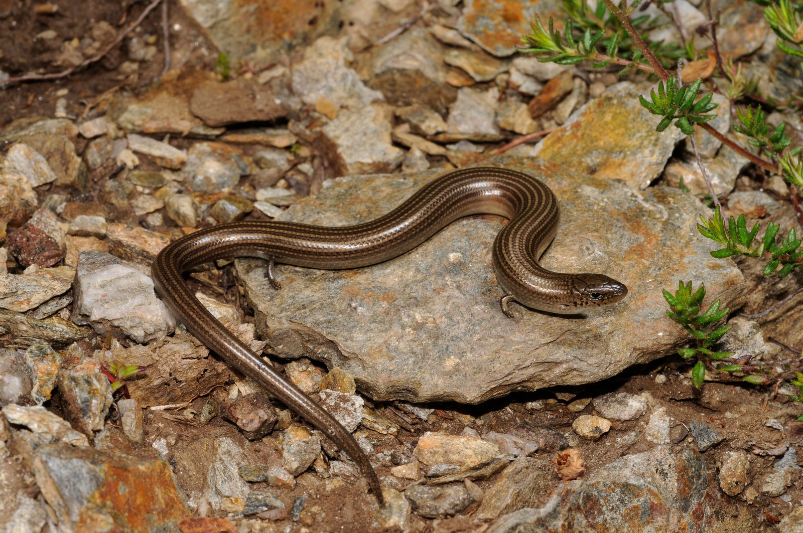 Western Three-toed Skink