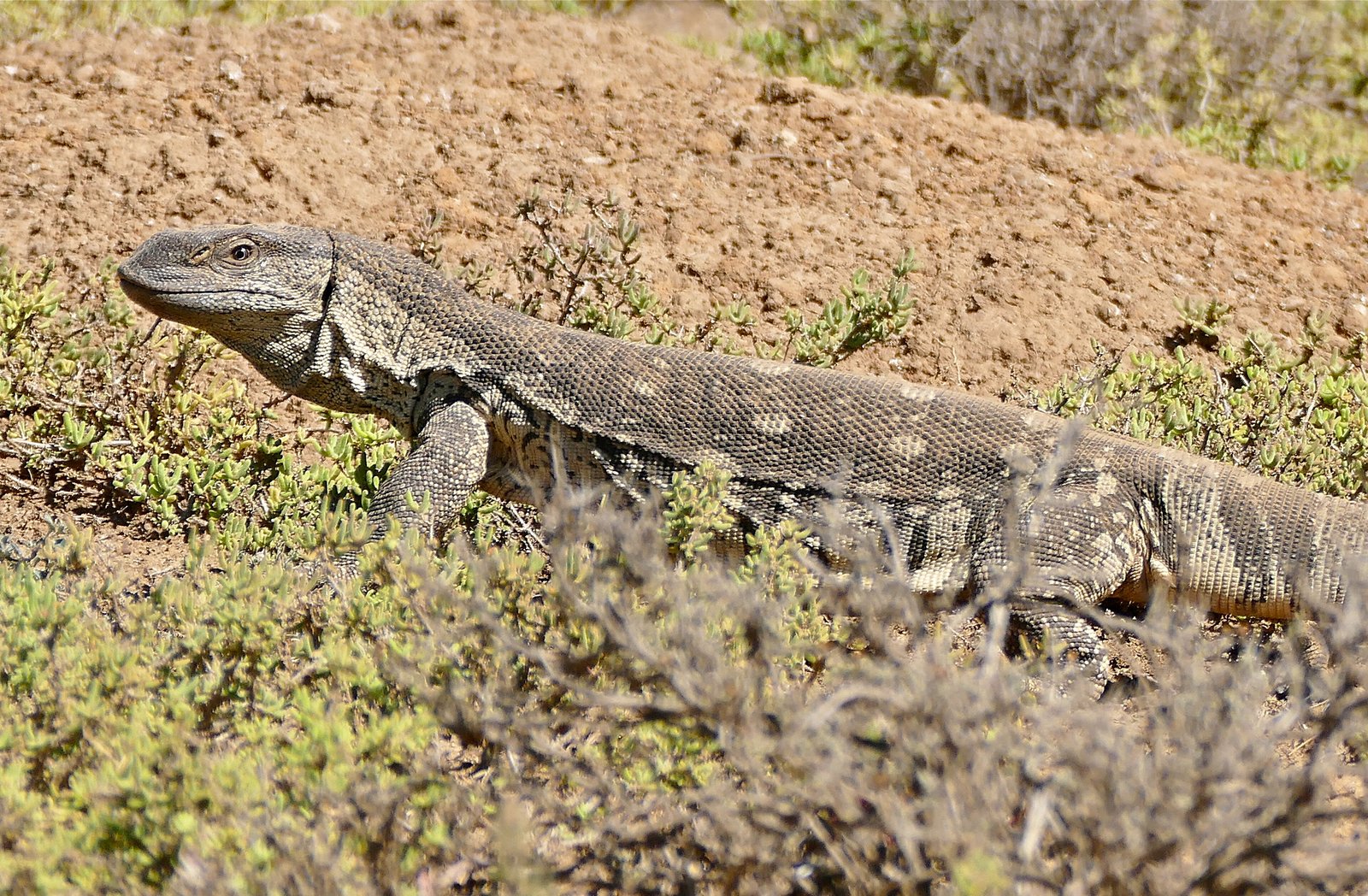 White-throated Monitor