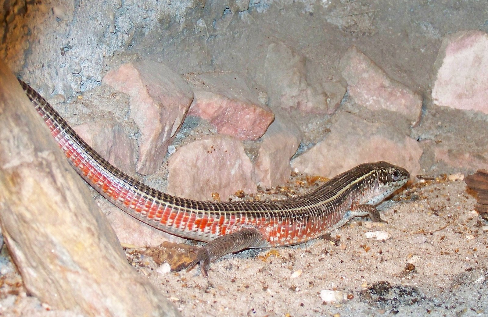 Yellow-throated Plated Lizard