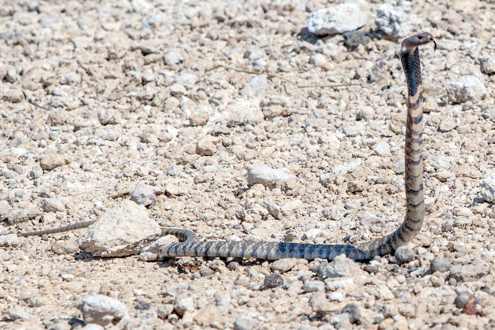 Zebra Spitting Cobra
