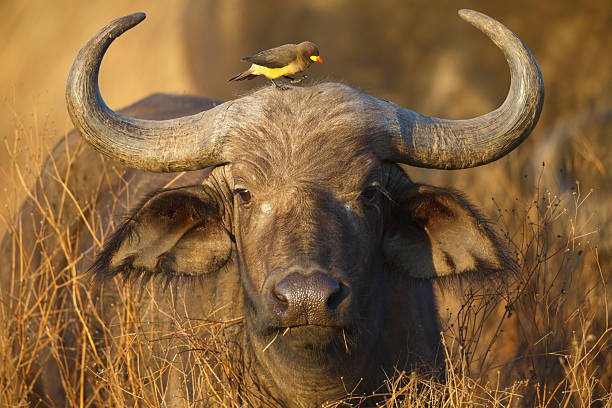 Ugalla River National Park