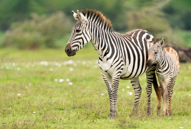 Kigosi National Park