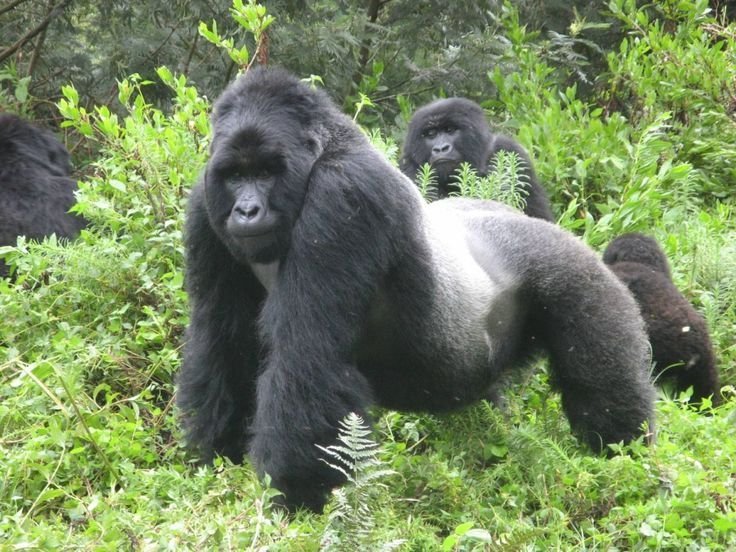 Mountain Gorilla (Gorilla beringei beringei) | Facts, Habitat, Diet & Safari Guide