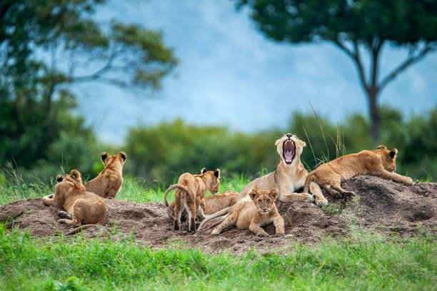 Ruaha National Park