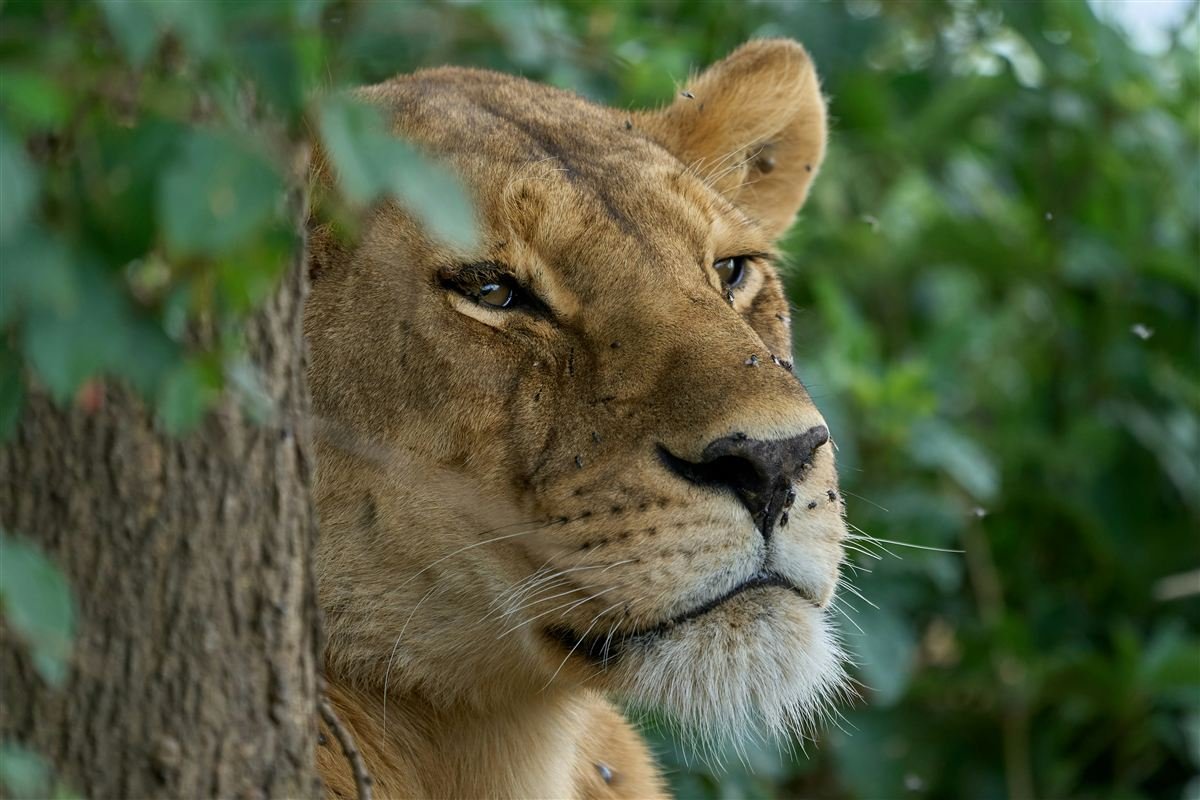 Nyerere National Park