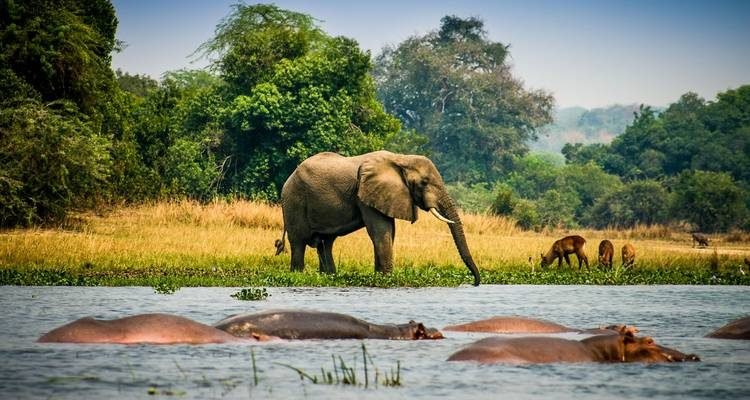 Bwindi Impenetrable Forest