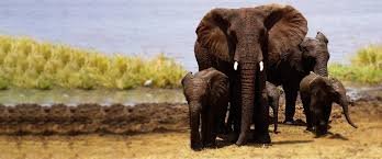 Ngorongoro Conservation Area