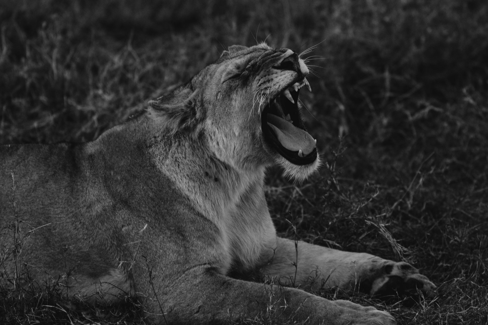 6 Days "Experience Tanzania's Wildlife" – Safari through Tarangire, Lake Manyara, Serengeti & Ngorongoro
