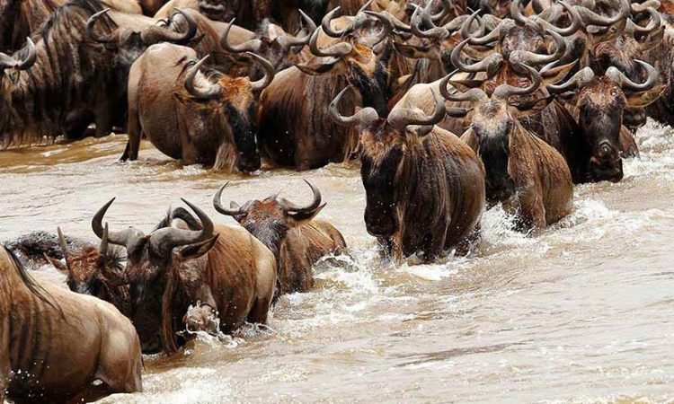7 Days Serengeti Migration Safari – Wildlife & African Savannah