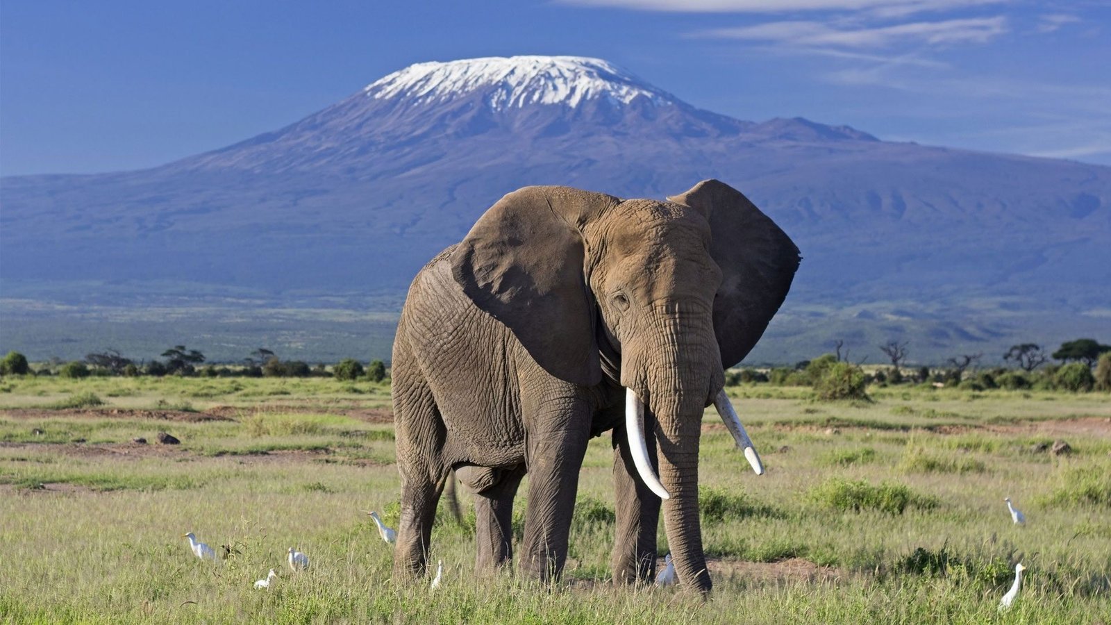 7-Day Expedition Navigating Kenya's Wildlife Wonderlands | Kenya Safari 2026