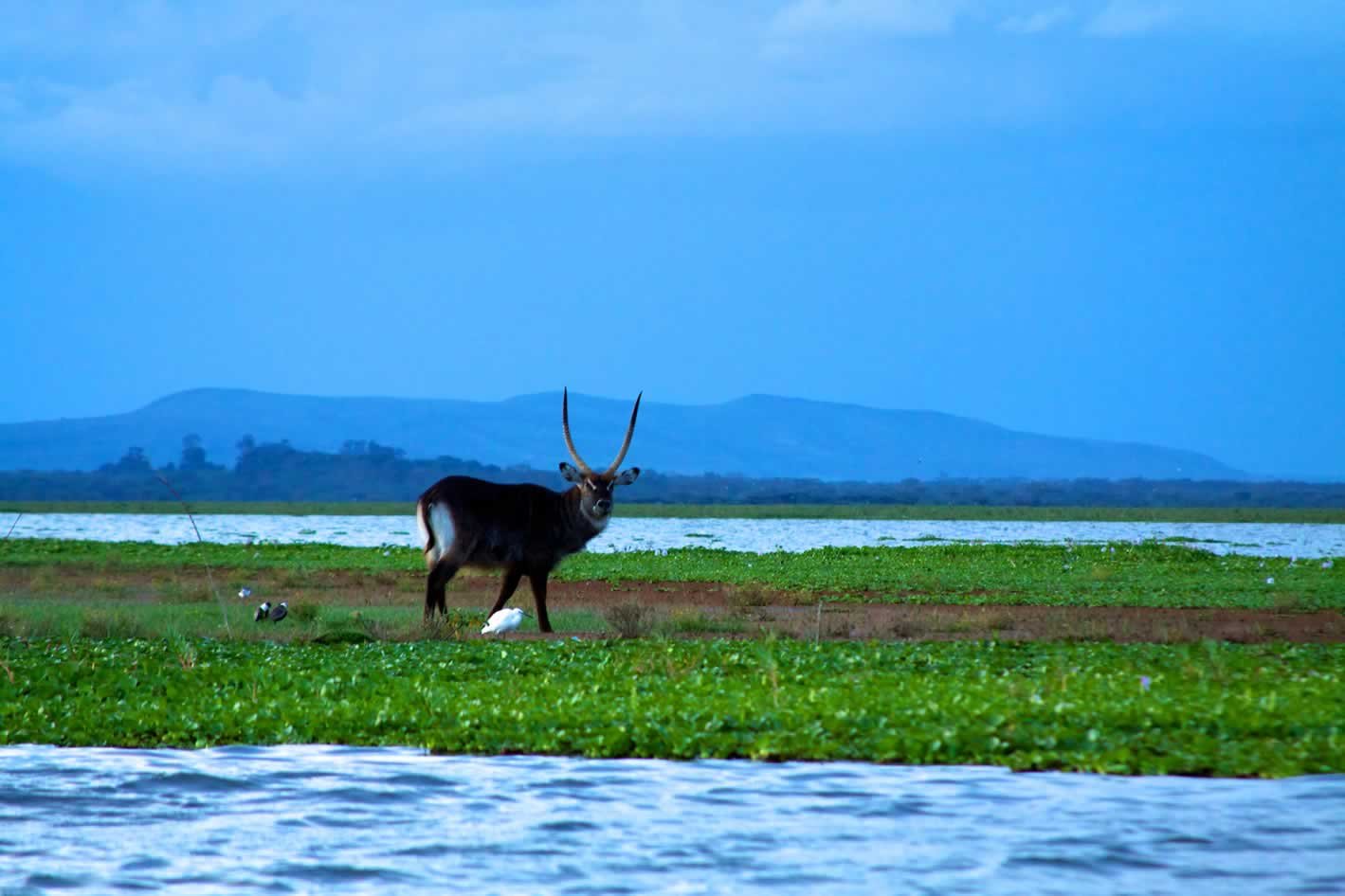 5 Days Luxury Safari in Masai Mara | Kenya Safari 2026