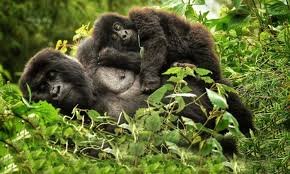 4 Days Gorilla and Golden Monkey Trekking Tour Rwanda