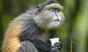 1 Days Rwanda Gorilla Trekking Rwanda