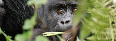 5 Days Gorilla & Nyungwe Forest Safari