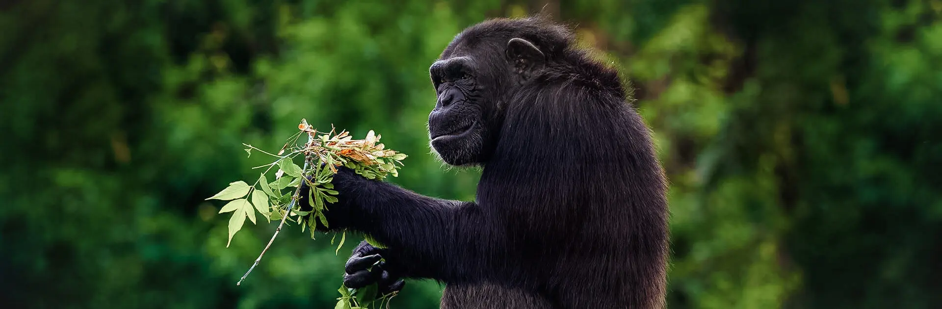 3 Days Murchison Falls Wildlife Safari Uganda