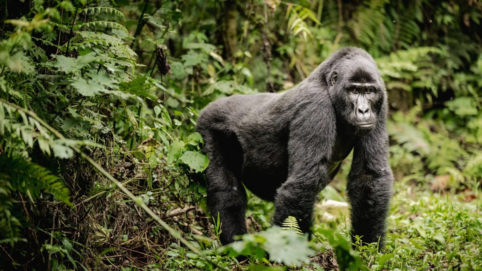 6 Days Uganda Wildlife & Gorilla Safari