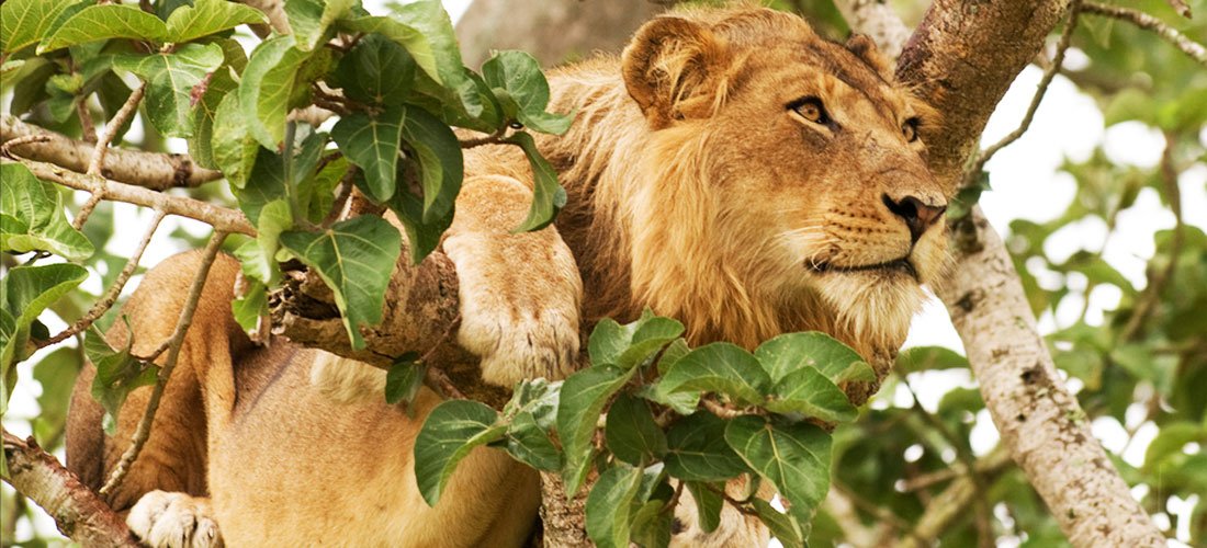 10 Days Uganda Wilderness Safari